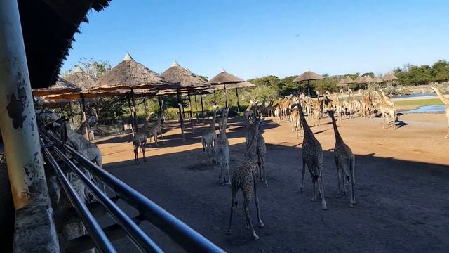 feeding 200 Giraffes at Safari World Bangkok Thailand. смотреть онлайн