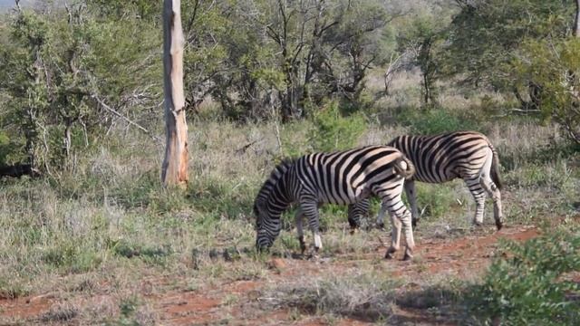 3 day Safari at Kruger Park смотреть онлайн