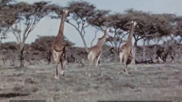 African Safari (1950s) смотреть онлайн