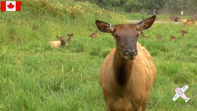 PARC SAFARI │CANADA. OMG! This is how close they get! Here's a fun activity for the whole family! смотреть онлайн