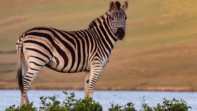African Safari Music | African Safari Instrumental Music | African Instrumental Music | Safari Musi