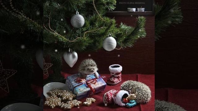 Гирлянды в соснах смотреть онлайн