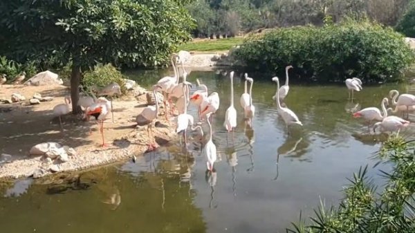 AL AIN ZOO / TOUR IN AL AIN SAFARI