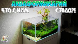 АКВАФОРМИКАРИЙ ● Что с ним стало?! ● ФИНАЛ