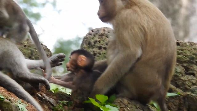 Wow look how brave baby monkey Rex is,So amazing Rex wants to play with other big babies смотреть онлайн