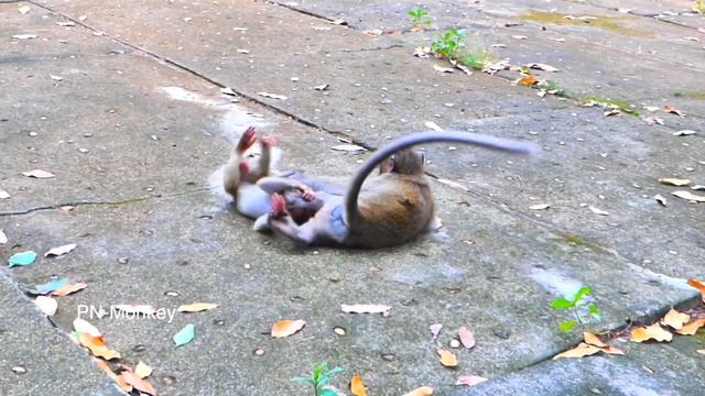 Small But Brave...baby Monkey SABA Take Care And Protect His Brother Monkey SARO From Monkey BELA.