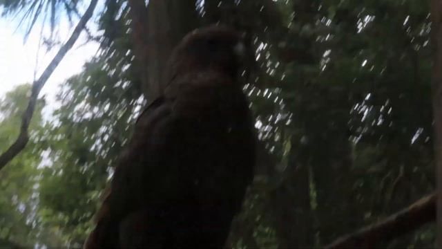 HAMILTON ZOO смотреть онлайн