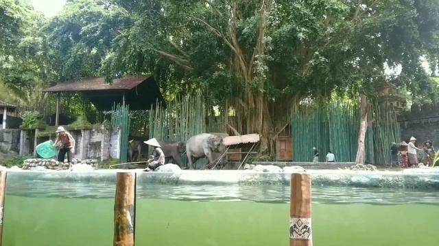 Serunya pertunjukan Hewan Harimau, Gajah & safari journey | Bali safari & Marine Park смотреть онлайн