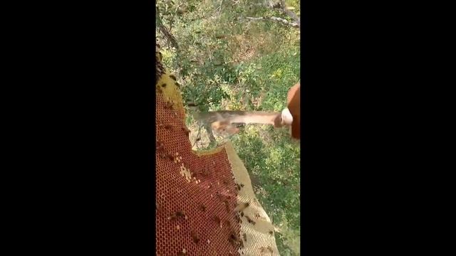 Harvesting honey bee from a tree/Harvest Beehive and Honey by Brave Bushmen/And Eating Yummy смотреть онлайн