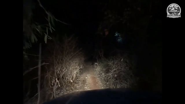 Tiger Encounter during night patrolling смотреть онлайн