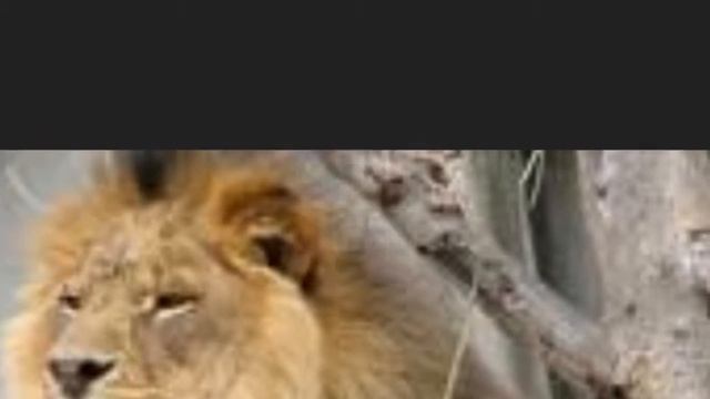 My vacation to Africa: Kristen Steiner смотреть онлайн