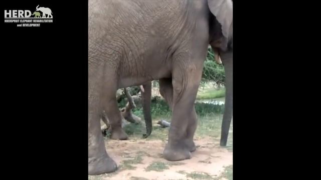 Elephant Bull Fishan - A Brave Elephant who Survived a Fractured Leg смотреть онлайн