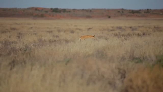 Amazing Dingo in the Cooper Basin смотреть онлайн