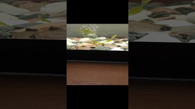 сомики панда смотреть онлайн