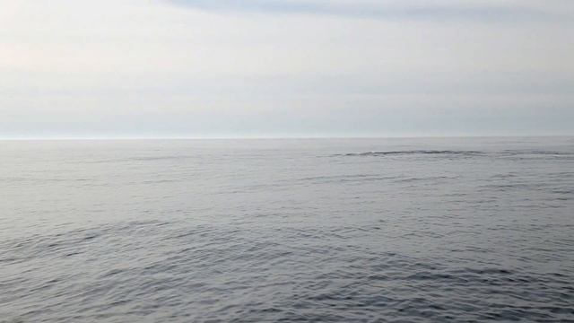 Med Sea Safari Andenes ute å ser på Spermhval смотреть онлайн