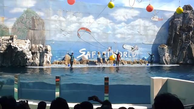 Accident In Dolphin Show - Safari World, Bangkok, Thailand