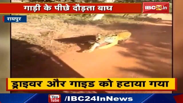 Raipur Jungle Safari का Video Viral | Tourist Vehicle के पीछे दौड़ता Tiger смотреть онлайн