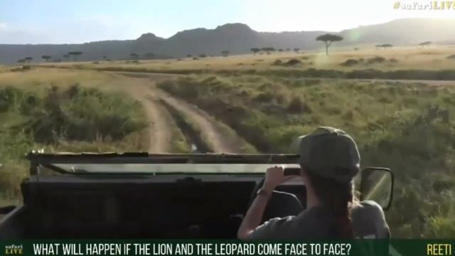 June 27, 2017 -Sunset- The Mara view continues to amaze as we watch this lioness смотреть онлайн