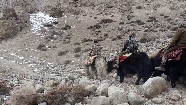 yak safari in winter to shimshal CCHA blue sheep смотреть онлайн