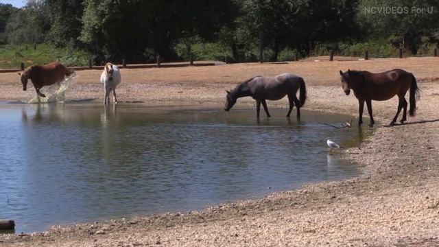 #Horses are the Warriors I Grazing I Innocent I Brave I Ncvideos for u I No copyright video смотреть онлайн