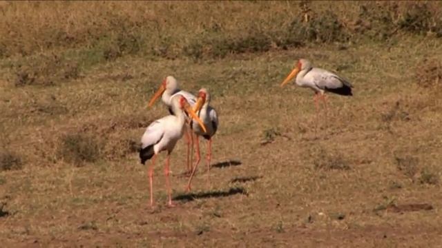 Moffitt African Safari 4 смотреть онлайн