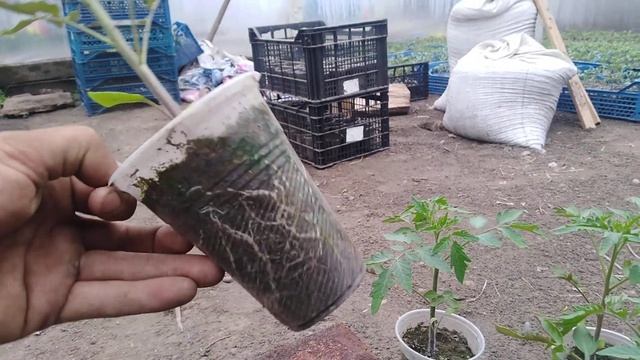 Выращивание рассады томатов в стаканчиках. Томаты в открытом грунте. Только экзотика смотреть онлайн