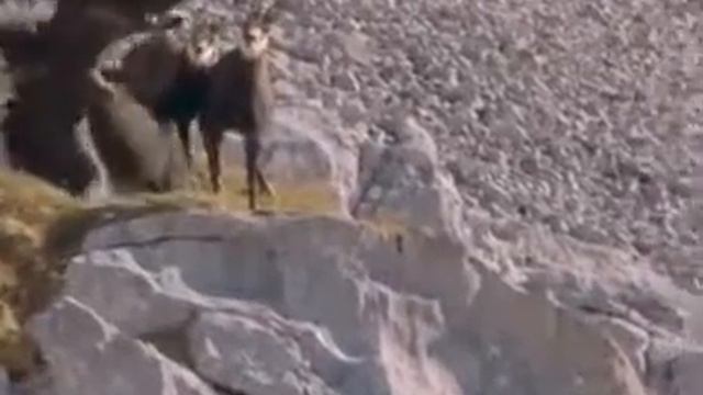 Орел атакует 💪 смотреть онлайн