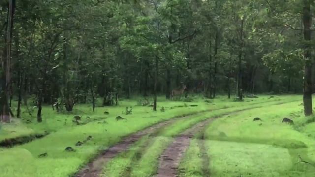 Panna National Park Safari Booking | Panna National Park| Panna Tiger Reserve| Panna Resorts