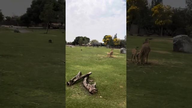 Drive tru safari journey in dubai safari park смотреть онлайн