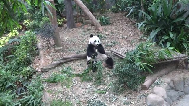 Panda in the river safari park , Singapore смотреть онлайн