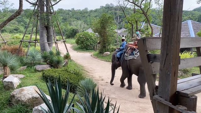 Hua Hin Safari & Adventure Park 🦁 ถ่ายรูปกับเสือ🐯ให้อาหารยีราฟ 🦒 ดูโชว์จระเข้ 🐊 смотреть онлайн