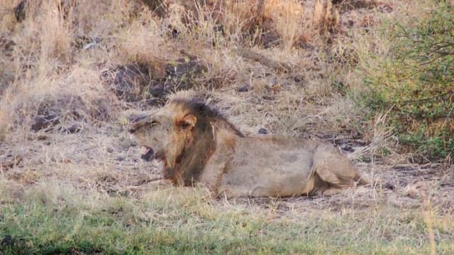 Lions in Meru National Park, Kenya смотреть онлайн