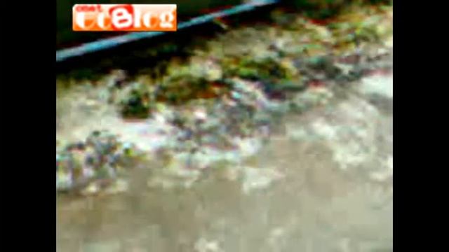 Golden Apple Snail Lay Eggs part1 -- Telur dan Anakan Keong Mas part1 смотреть онлайн