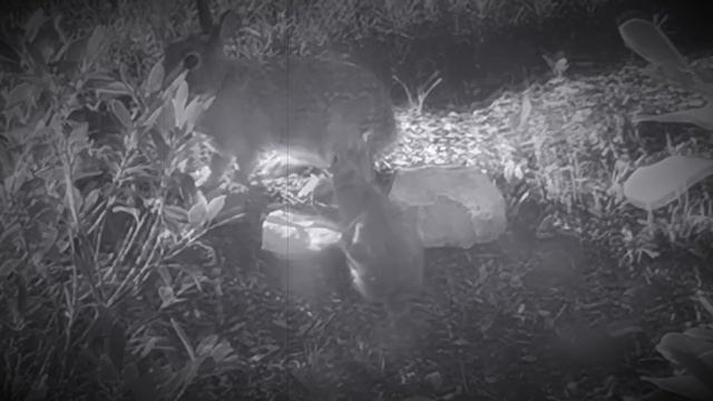 These brave bunnies смотреть онлайн