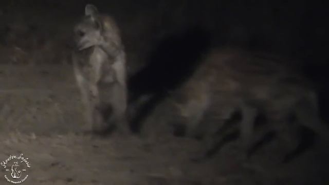 Shenton Safaris: Honey badgers take on hyenas смотреть онлайн