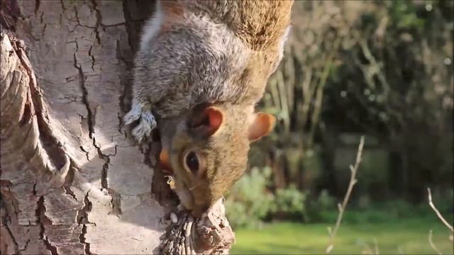 Jungle Book | Nature Video |Jungle Safari | Birds Chirping | Beautiful Birds | 4K video смотреть онлайн