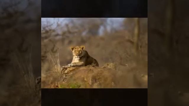 Special Moments at Rhino River Lodge смотреть онлайн