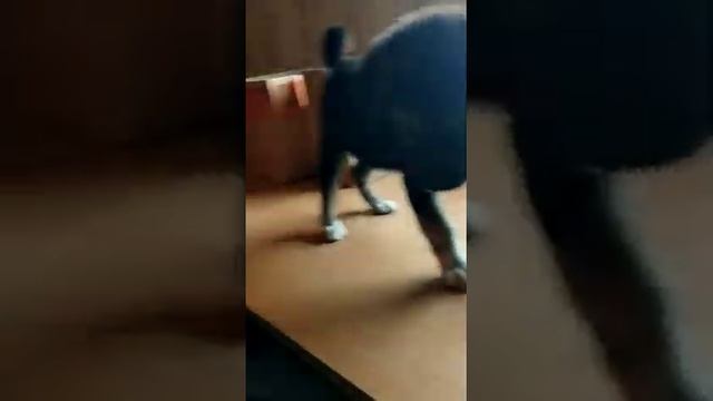 Щенок-девочка Чара в дар! смотреть онлайн