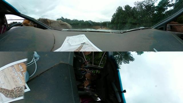 Wild Animal Safari Pt 4: Albino Bison? (360° view) смотреть онлайн