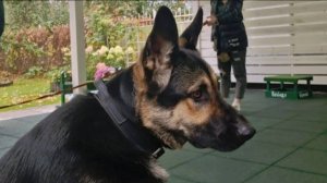 Догтренинг 657. Золотые медалисты возвращаются.