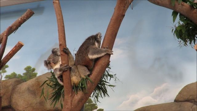 Tour of Koala Creek at Longleat Safari Park смотреть онлайн