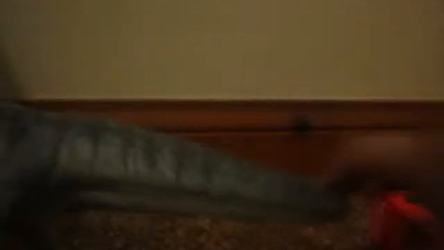 Review 20!!! Carnegie Giganotosaurus! смотреть онлайн