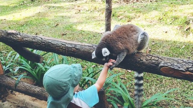 Lemurs in Vinpearl Safari zoo - Лемуры из зоопарка Vinpearl Safari смотреть онлайн