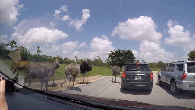Как мы ездили на Сафари в West Palm Beach смотреть онлайн