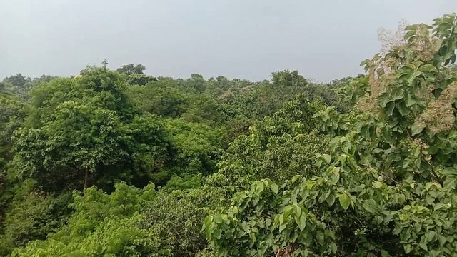 Udaipur jungle Ranjit studio bettiah смотреть онлайн