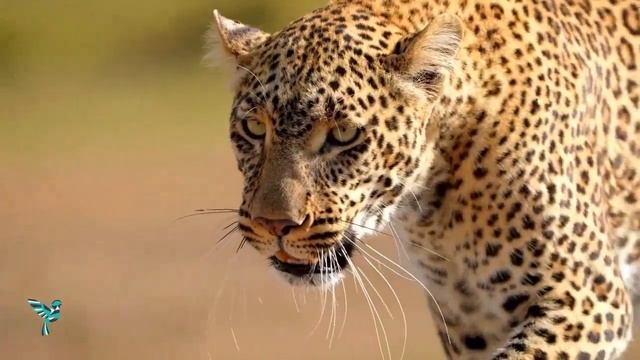 Highlights of the Great Migration in Africa | Explorer Safari смотреть онлайн