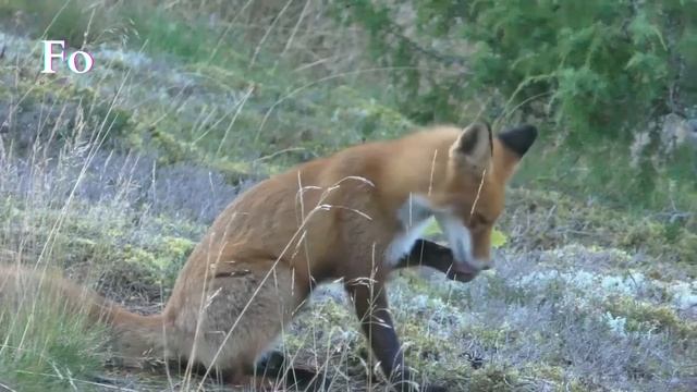 Wild Animals For Kids: Learn About Lions, Elephants, Giraffes, And More!