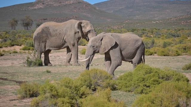Aquila safari South Africa смотреть онлайн