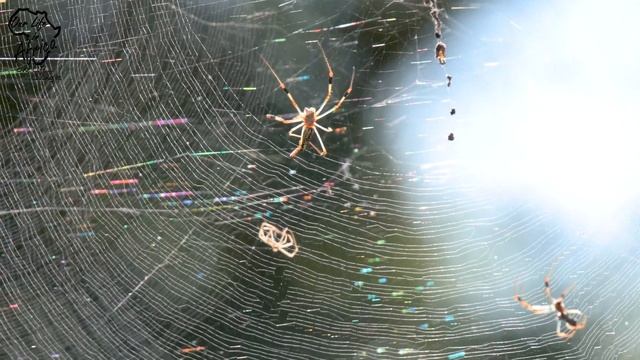 How does spiders create their web? Pt1 #spider #kruger #wildlife #safari #overlanding смотреть онлайн
