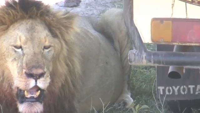 Africa Safari 4 смотреть онлайн